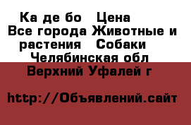 Ка де бо › Цена ­ 25 - Все города Животные и растения » Собаки   . Челябинская обл.,Верхний Уфалей г.